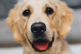 classifying_the_cats_and_dogs_09